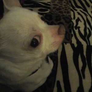 Meet your Posher, Ruth